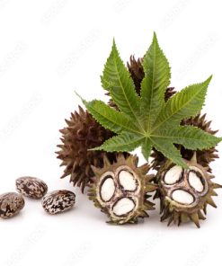 CASTOR OIL
