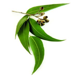 LEMON EUCALYPTUS OIL - Australia Natural